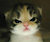 DemonKittyChar