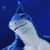 KetoArcticWolf